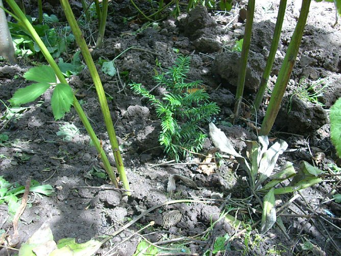 B&auml;ume im Garten (Foto: Karl-Heinz Herrmann)
