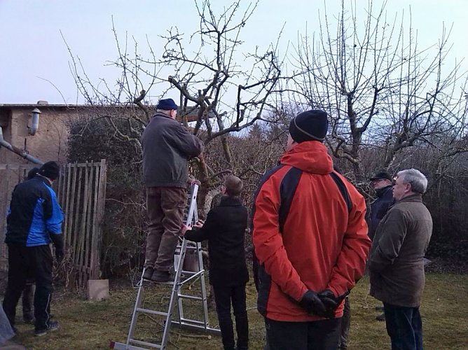 Reges Interesse an Schulungen zum Obstbaumschnitt (Foto: Thomas Leipold)