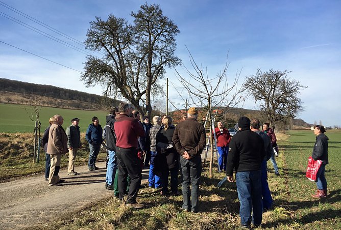 Bäume verschnitten (Foto: Kerstin Hesse) Bäume verschnitten (Foto: Kerstin Hesse)
