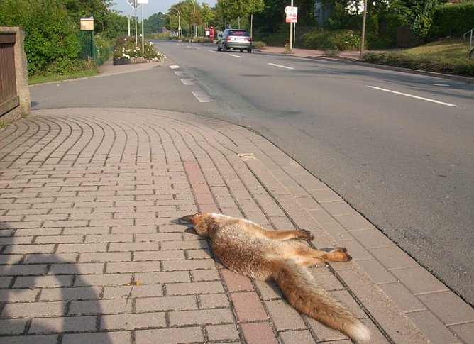 Toter Fuchs (Foto: Karl-Heinz Herrmann)