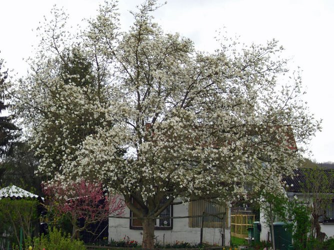 Bl&uuml;hender Magnolienbaum (Foto: Thomas Leipold)