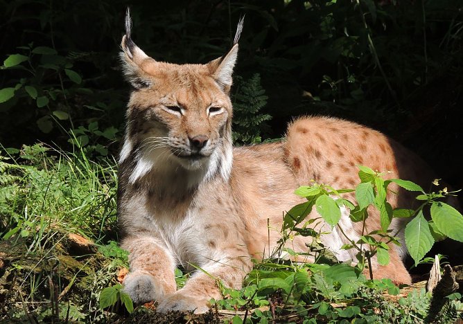 Luch (Foto: Silvester Tam&aacute;s)