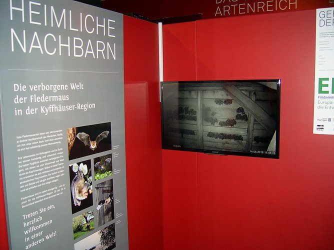 Fledermaus-TV sendet wieder! (Foto: Regionalmuseum Bad Frankenhausen)