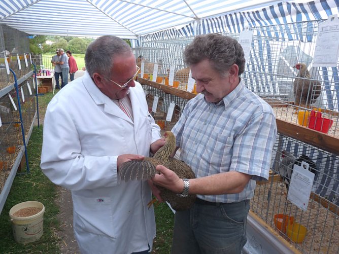 Rassengefl&uuml;gelausstellung in Bad Frankenhausen (Foto: Karl-Heinz Herrmann)
