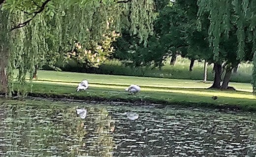 War es der Fuchs? (Foto: Karl-Heinz Herrmann) War es der Fuchs? (Foto: Karl-Heinz Herrmann)
