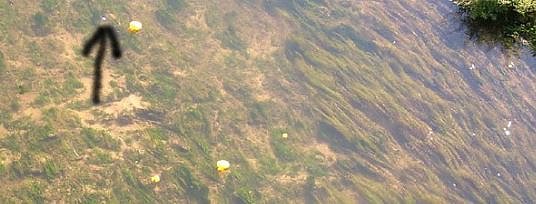 Entenrennen in Gorsleben (Foto: Karl-Heinz Herrmann)