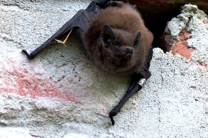 13. "Flatterpoint" eröffnet (Foto: Landschaftspflegeverband Südharz/Kyffhäuser) 13. "Flatterpoint" eröffnet (Foto: Landschaftspflegeverband Südharz/Kyffhäuser)