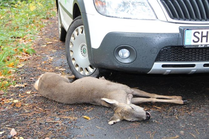 Wildunf&auml;lle (Foto: Dr. Horst Spro&szlig;mann,)