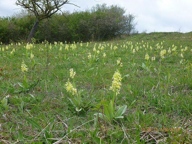 Orchis pallens � das Blasse Knabenkraut. Th&uuml;ringen tr&auml;gt auf Grund des insgesamt kleinen weltweiten Areals der Art mit seinen relativ vielen Best&auml;nden der Orchidee eine gro&szlig;e globale Verantwortung f&uuml;r ihre Erhaltung. Die Politik jedoch behandelt den Naturschutz tendenziell nach wie vor stiefm&uuml;tterlich. Die Aufnahme entstand 2014. (Foto: Bodo Schwarzberg)
