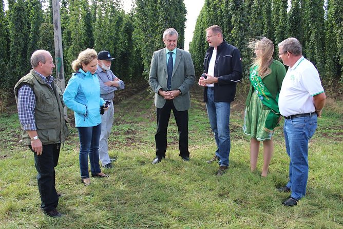 Start der Hopfenernte in Gro&szlig;enehrich (Foto: Karl-Heinz Herrmann)