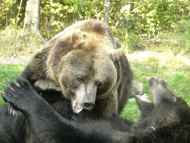 B&auml;ren beim Spielen oder Balgen? (Foto: Hans-J&uuml;rgen Schmidt)