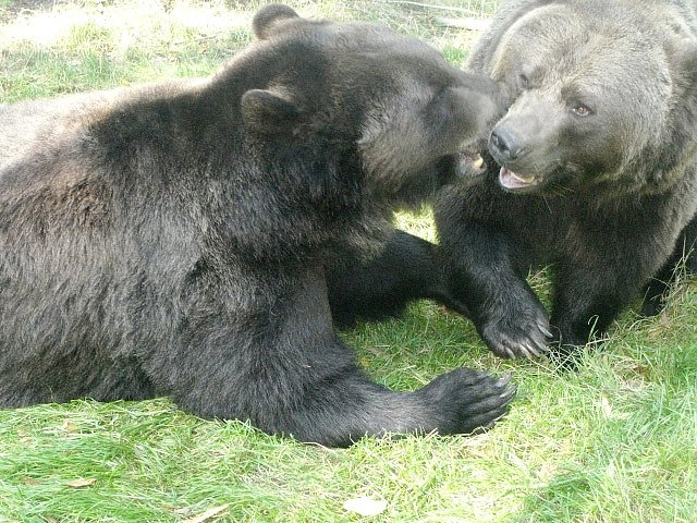 B&auml;ren beim Spielen oder Balgen? (Foto: Hans-J&uuml;rgen Schmidt)