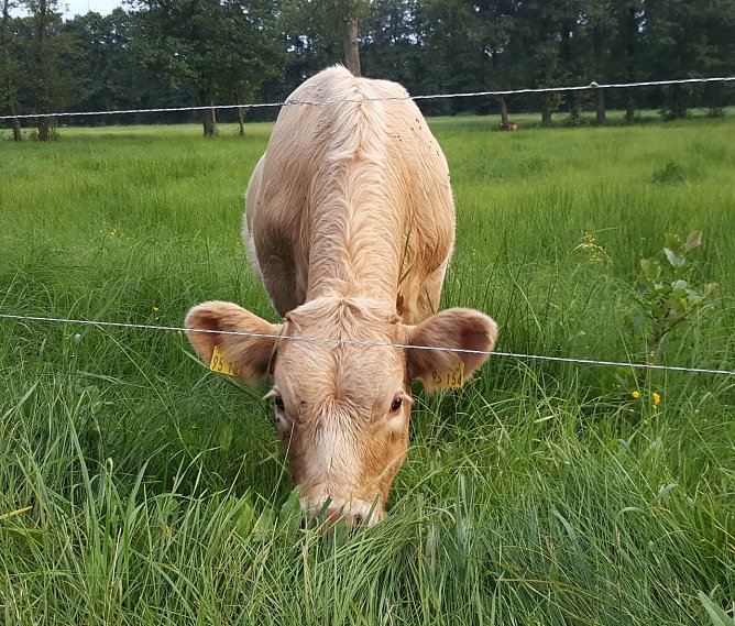 Wie hier im Spreewald f&uuml;hlen sich K&uuml;he wohl (Foto: nnz)