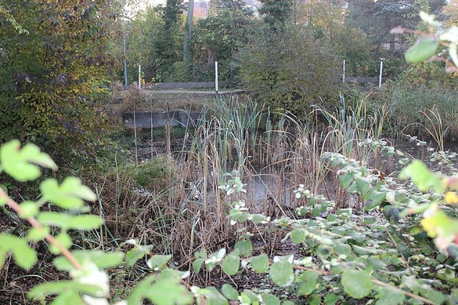 Teichprojekt an der Franzbergschule (Foto: Karl-Heinz Herrmann)