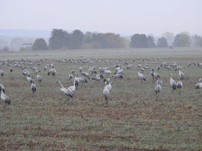 Zweite Ablenkf&uuml;tterung hat begonnen (Foto: Herbert Buchholz)