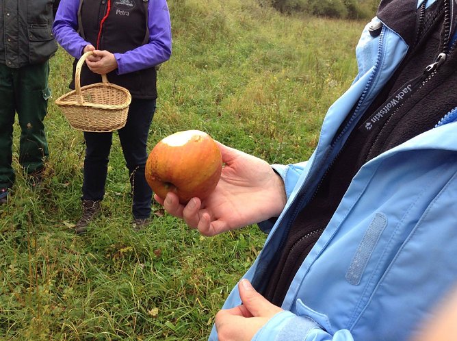 Apfel (Foto: Karin Jordanland)