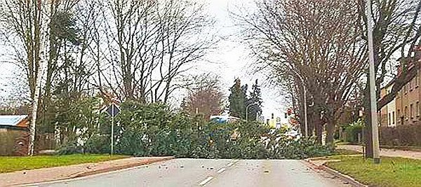 Baum (Foto: Radio Artern)