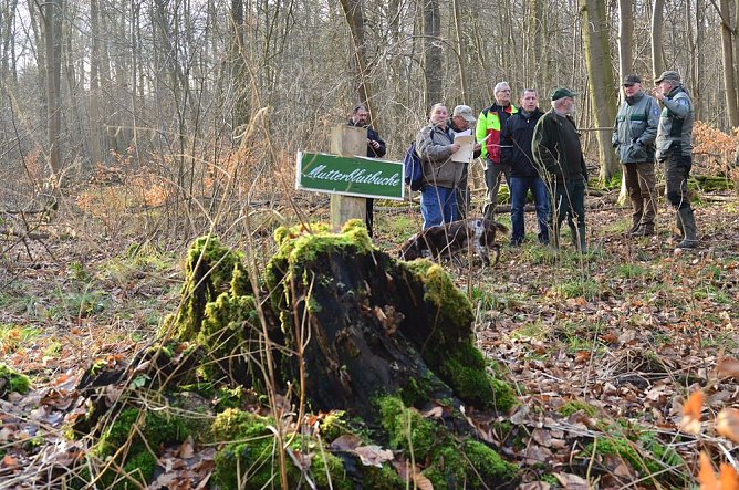 Touristisches Ausflugsziel: Mutterblutbuche (Foto: Peter Morich) Touristisches Ausflugsziel: Mutterblutbuche (Foto: Peter Morich)