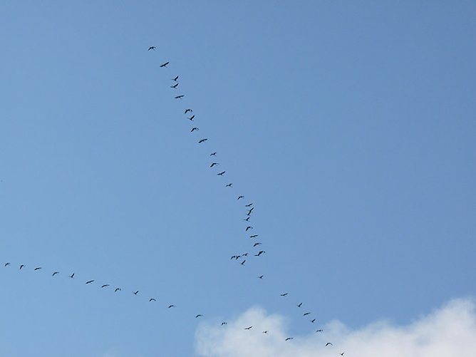 Kranischflug (Foto: Karl-Heinz Herrmann)