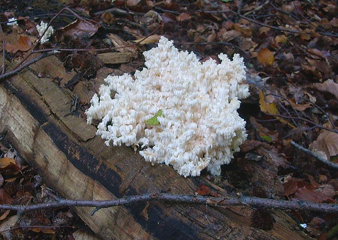 Korallenpilz? (Foto: Karl-Heinz Herrmann)