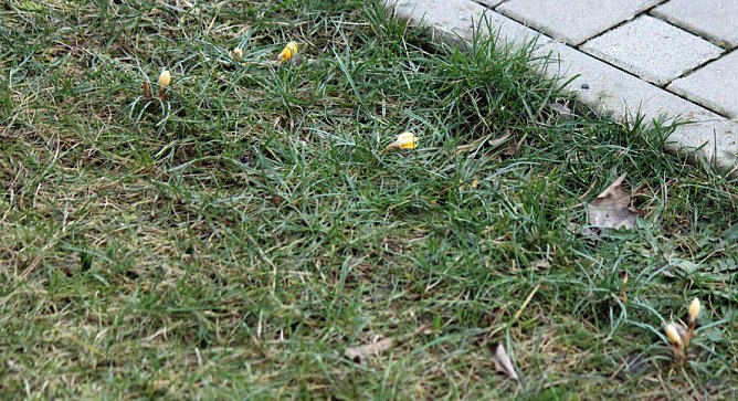 Der Fr&uuml;hling kommt? (Foto: Karl-Heinz Herrmann)
