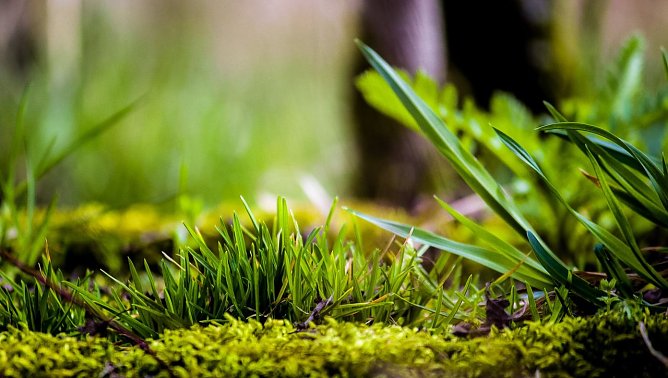 Drei Tipps f&uuml;r die Fr&uuml;hlingsfotografie (Foto: Gernot Thelemann)
