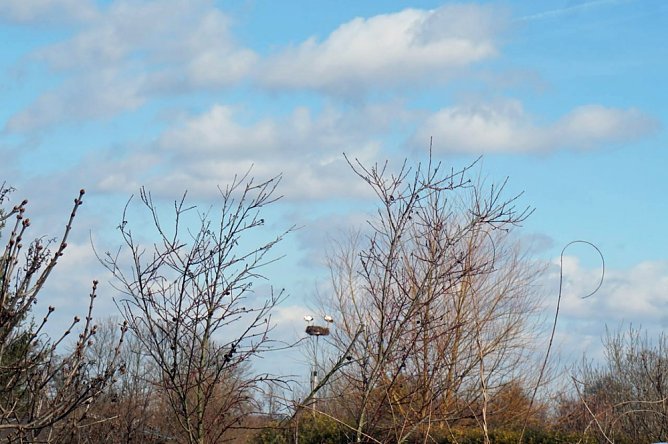 Anbau Nistkästen, Ankunft Störche auf neuen Nestern (Foto: Susann Bartl) Anbau Nistkästen, Ankunft Störche auf neuen Nestern (Foto: Susann Bartl)