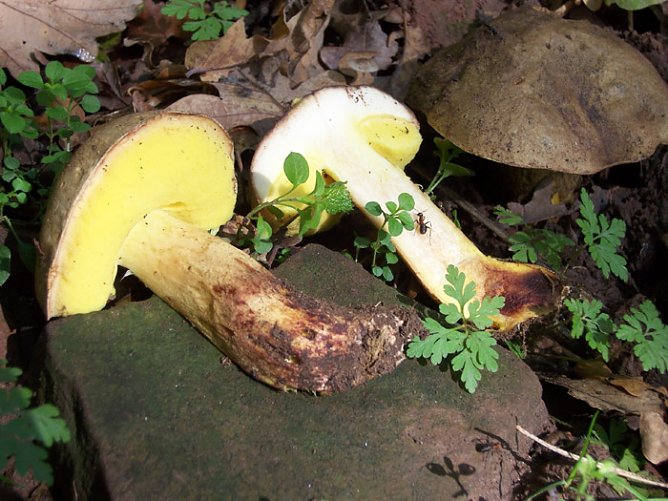 Seltene Röhrlinge (Foto: Ronald Süß) Seltene Röhrlinge (Foto: Ronald Süß)