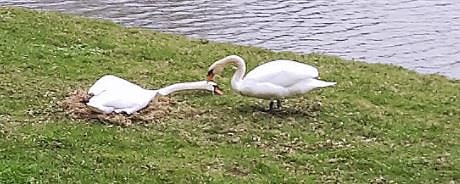 Lob an Bauhof/G&auml;rtnerei und mehr (Foto: Karl-Heinz Herrmann)