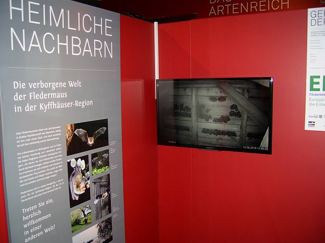 Was gibt es Neues von den Flederm&auml;usen? (Foto: Regionalmuseum Bad Frankenhausen)