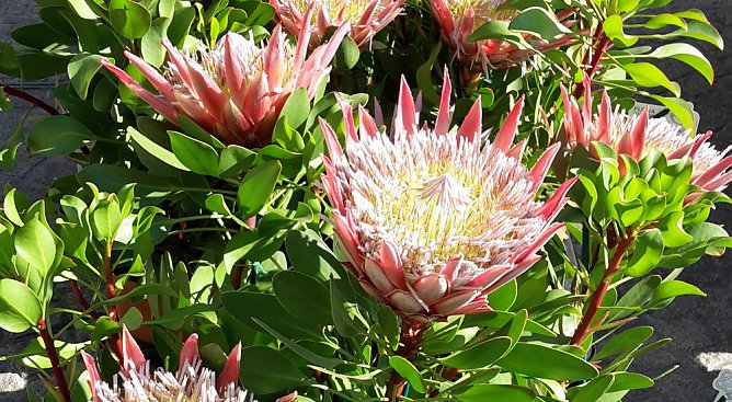 Eine F&uuml;lle an Pflanzen (Foto: Karl-Heinz Herrmann)