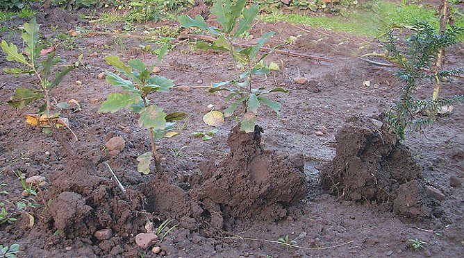 Junge B&auml;umchen &uuml;bergeben (Foto: Karl-Heinz Herrmann)