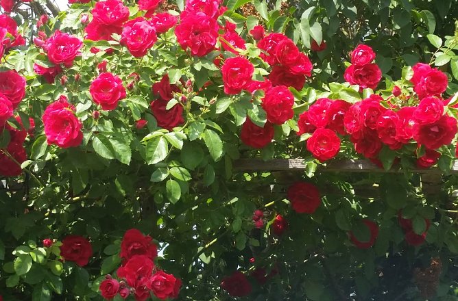 K&ouml;nigin der Blumen bl&uuml;ht wieder (Foto: Thomas Leipold)