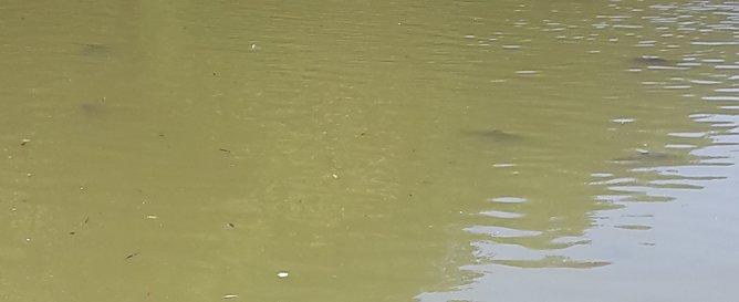 Teichbel&uuml;ftung k&ouml;nnte helfen? (Foto: Karl-Heinz Herrmann)