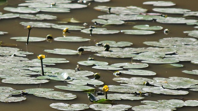 Wie sieht es am Pfaffenteich aus? (Foto: Karl-Heinz Herrmann)