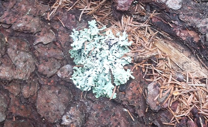 Was es nicht Kurioses gibt (Foto: Karl-Heinz Herrmann)