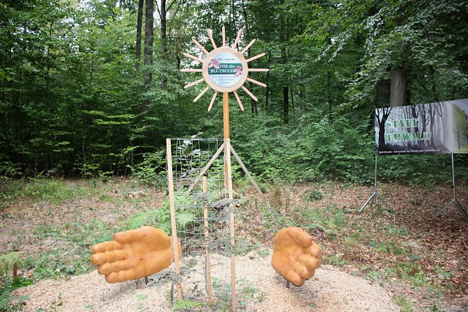 Haben wir bald ein Blutbuchenk&ouml;nigin? (Foto: Karl-Heinz Herrmann)