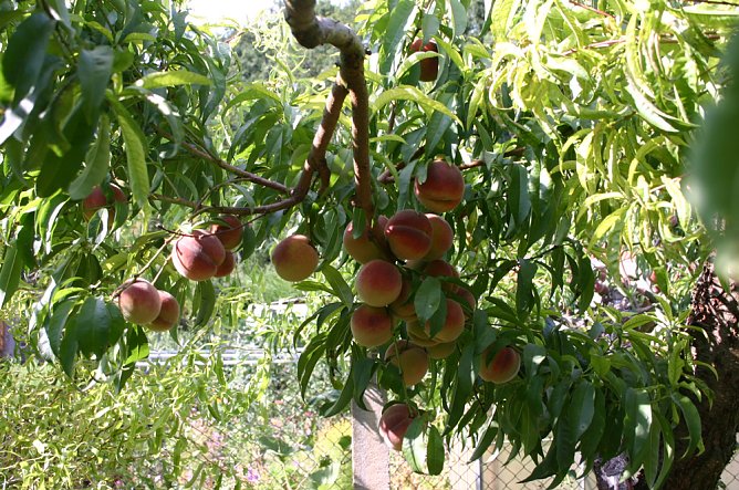 Die riesige Ernte (Foto: J&uuml;rgen M&uuml;ller)