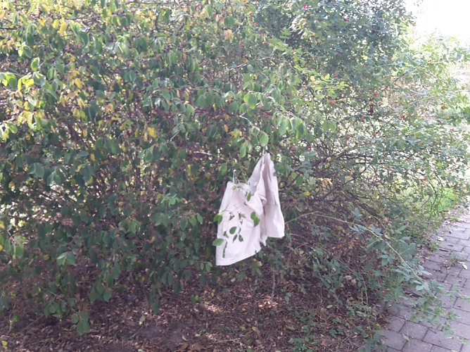 Von &Auml;pfeln und Pferde&auml;pfeln (Foto: Karl-Heinz Herrmann)