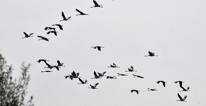 Kranichflug (Foto: hno)