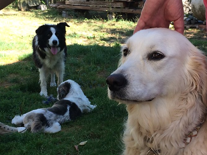 B&uuml;ndnisgr&uuml;ne wollen Tierschutz verbessern (Foto: Babett Pfefferlein)