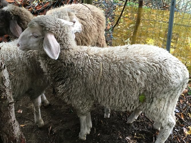 Belohnung ausgelobt (Foto: Polizei)