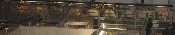 50 Jahre Ziergefl&uuml;gelausstellung in Sondershausen (Foto: Karl-Heinz Herrmann)