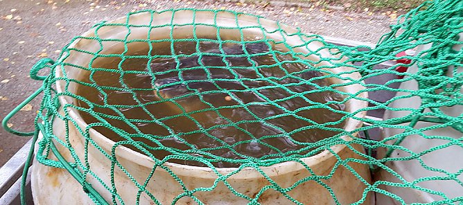 Das Abfischen musste warten (Foto: Karl-Heinz Herrmann)
