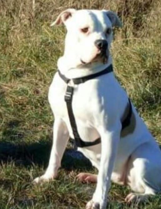 Hund vermisst (Foto: Grit Wottky)