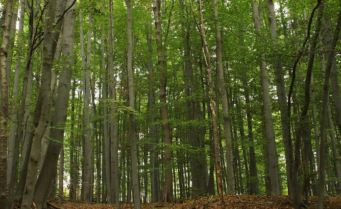 Buchenwald (Foto: LPV)
