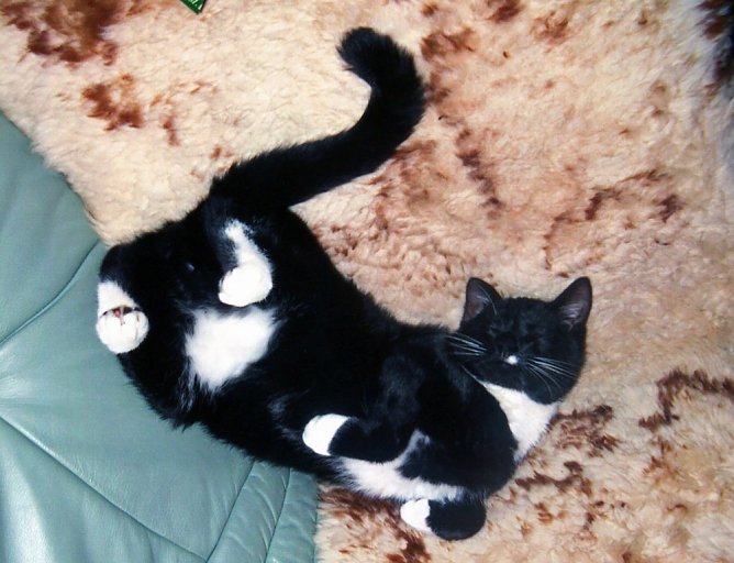 Wer hat Charly gesehen? (Foto: privat) Wer hat Charly gesehen? (Foto: privat)