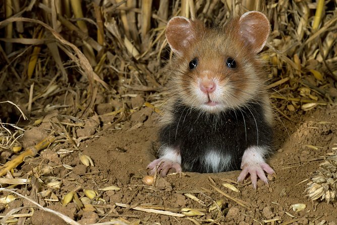 Feldhamsterfreunde gesucht (Foto: Stiftung Lebensraum Thüringen e.V. ) Feldhamsterfreunde gesucht (Foto: Stiftung Lebensraum Thüringen e.V. )