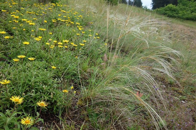 Kulturlandschaft am Kyffh&auml;user wird gepflegt (Foto: Landschaftspflegeverband)
