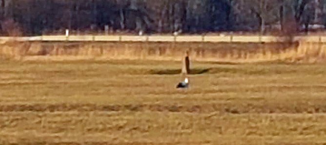 Die St&ouml;rche kommen (Foto: Peter M&ouml;bius)